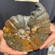 610g Rare Natural Ammonite Fossil Conch Crystal Specimen Healing