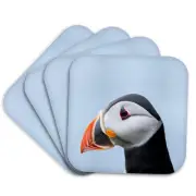 3dRose, Atlantic Puffin on cliff. Shetland Islands, Scotland., Coaster