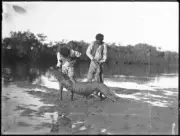 Aboriginal Indigenous men handling crocodile on river bank - Old Photo