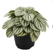 120mm Peperomia Mystique PBR