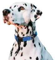 Rogz Utility Dog Collar: The Ultimate Safety and Style for Your Pup