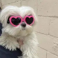 在飛比找ETMall東森購物網優惠-寵物護目鏡愛心太陽鏡防紫外線防風酷炫眼鏡貓咪狗狗拍照用配飾