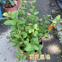 在飛比找蝦皮購物優惠-初花農場|無刺枸杞|香草植物|5吋盆|----定價240特價