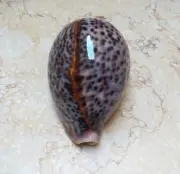 F Cypraea pantherina F+++ red sea shell 95mm WOW color super natural glossy