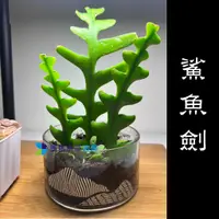 在飛比找蝦皮購物優惠-@墨耘@ 鯊魚劍 一支 50元 約10-15cm 不含盆 仙