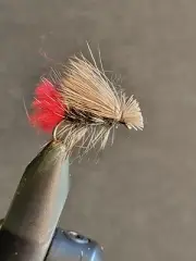 2 Flies, Size 8, HOT BUTT PEACOCK CADDIS Dry Fly Fishing Flies