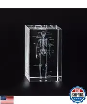 Ultrassist 3D Human Skeleton Crystal Model, Laser Etched Anatomical Model for