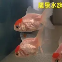 在飛比找蝦皮購物優惠-台南養殖場 (小紅帽金魚)  水草 魚缸 觀賞魚 小型魚  