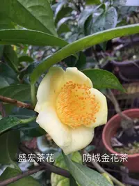 在飛比找Yahoo!奇摩拍賣優惠-【盛宏茶花】茶花品種︱5吋盆原棵茶花︱防城金花茶-籽生