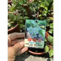 在飛比找蝦皮購物優惠-邱邱園藝~~燈稱花5吋配一棵400~商店一棵