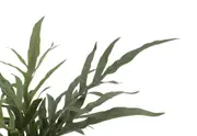 ARTIFICIAL BLUE STAR Fern Pot