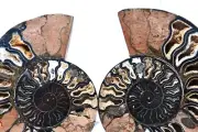 Large Black Ammonite PAIR Deep Crystals XXL 7.3" 185mm 110myo Fossil 3072rr