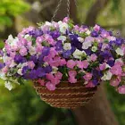 200PCS Morning Glory Seeds Mixed Colors Petunia Seeds Flower Seed for Garden Pot