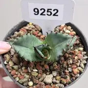 5CM Succulent Live Plant Agave Titanota Cupid Agavaceae Home Garden Beautiful