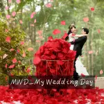 【MWD】婚禮花瓣 仿真花瓣 約八百片 WD0364(進場花瓣 玫瑰花瓣 假花瓣 花童花瓣)