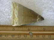 Dinosaur fossil teeth Jumbo Mosasaurus FD13