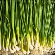 Onion (Spring) - White Lisbon seeds