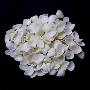 Cay Cay White Shells Natural Sea Shell approx. 50 pcs