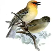 Birds J. Wolf Accent Tile Mural Kitchen Bathroom Wall Backsplash Marble Ceramic