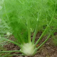 在飛比找蝦皮購物優惠-🍓台灣💋四季可種  蔬菜種子 香料種子 小茴香種子 球莖茴香