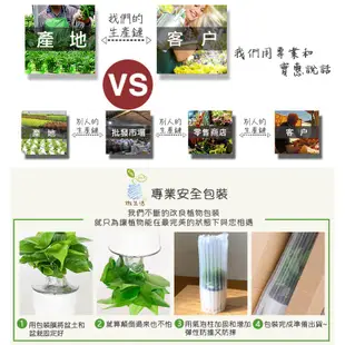 【小品文化】竹柏【現貨】透明懶人盆栽 加水更方便 觀葉植物 室內植物 自動吸水 水培 花盆 居家辦公盆花 種子