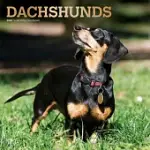 DACHSHUNDS 2020 CALENDAR: FOIL STAMPED COVER