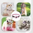 Tracking Pet Collar Case Air Tag GPS Anti-lost Apple AirTag for Cat Dog
