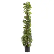 [Florabelle Living] Pothos Vines On Coconut Pole 1.5M