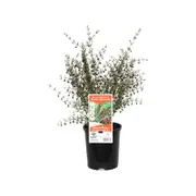 140mm Boronia Brown - Boronia megastigma