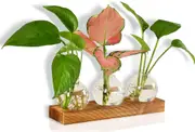 Plant Terrarium Glass Planter Bulb Vase