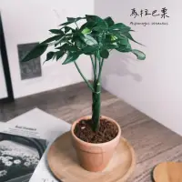 在飛比找momo購物網優惠-【原植】馬拉巴栗·發財樹(辦公室盆栽·室內植物·植物送禮·造