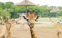 在飛比找KLOOK 客路優惠-泰國野生動物園私人包車遊（AK Travel提供）- 曼谷出