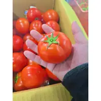 在飛比找蝦皮購物優惠-【仙菓園 現貨】🇹🇼高山牛番茄🍅