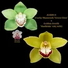 100mm Cymbidium Orchid Seedling JLS2014 (Lucky Shamrock 'Green Glen' x Golden Ze