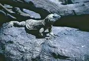 Lizard 35mm Slides - 16 Quantity