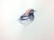 Chestnut Thrush, Birds, Watercolor artwork, Handmade,Original painting on paper