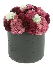 Creative Displays Assorted Sedum In Black Pot