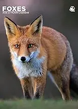 Foxes Calendar 2026
