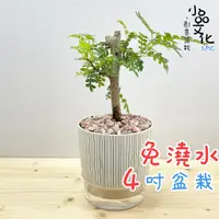 在飛比找蝦皮商城優惠-【小品文化】胡椒木【現貨】4吋仿瓷免澆水盆栽 室內植物 室內