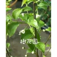 在飛比找蝦皮購物優惠-樹花園～燈稱花、梅葉冬青