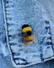Realistic bumble bee pin brooch Handmade bamblebee gor garden Felted Bee brooch