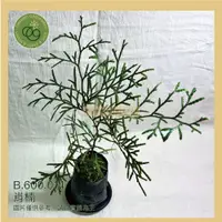 在飛比找蝦皮購物優惠-【台灣現貨】肖楠_3寸盆_買十送一 植物｜樹苗｜園藝｜造景｜