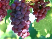 20L - GRAPE SEED OIL (ITALY) - COLD PRESSED (REFINED) - 100% PURE CARRIER OIL
