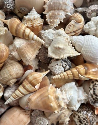 10 Large Conch Seashells Mix Beach Decor Display Diy Crafting Big Sea Shells