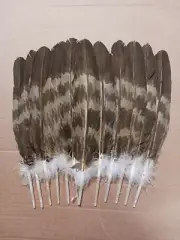Native American Eagle Feathers Tail Imitation Golden Powwow Regalia Authentic