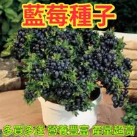 在飛比找蝦皮購物優惠-藍莓種子 超高發芽箓 四季可種 庭院陽台盆栽種植 水果種子 