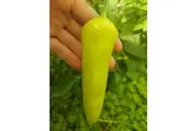 CAPSICUM 'Sweet Banana' seeds