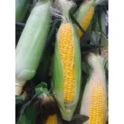 SWEET CORN 'Jolly Roger' seeds