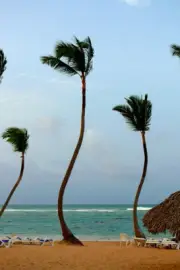 Coconut Palms On Kalapana Beach Trees Print Wall Art Home Decor - POSTER 20x30