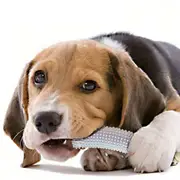 Pet molar stick toy for small to medium sized dogs